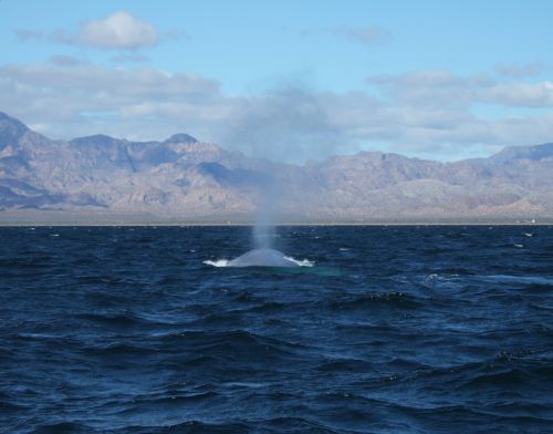 whale blow hole